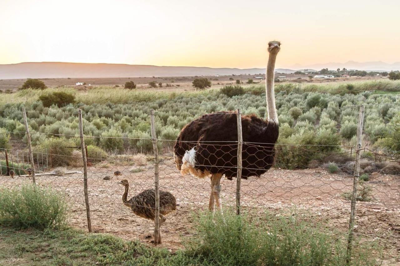 De Denne Country Guest House Oudtshoorn Eksteriør bilde