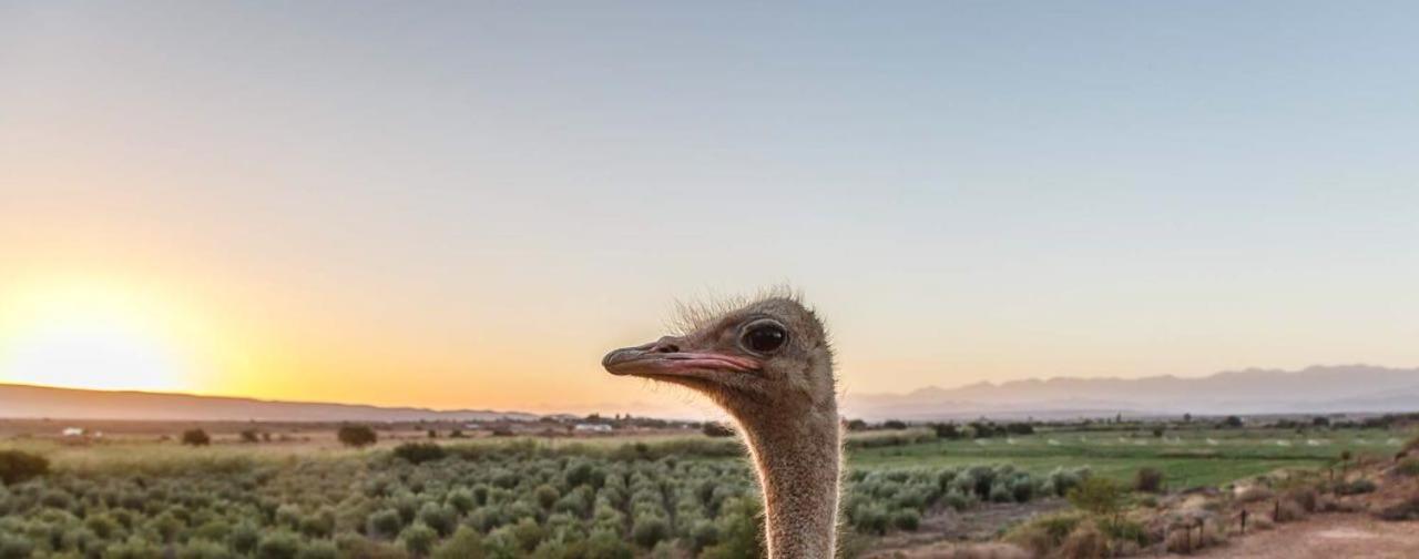 De Denne Country Guest House Oudtshoorn Eksteriør bilde